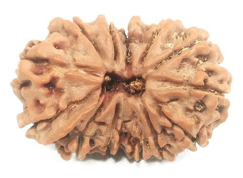 Gauri shankar ganesh rudraksha - gauri,